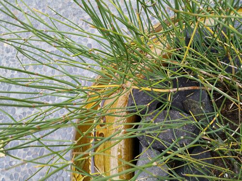 Ephedra sinica