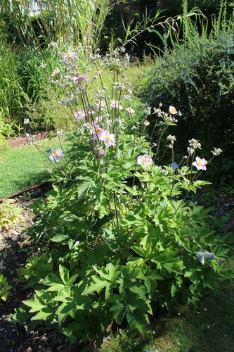 Eriocapitella japonica