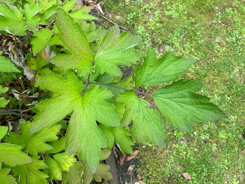 Eriocapitella japonica