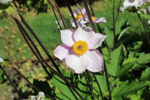 Eriocapitella japonica