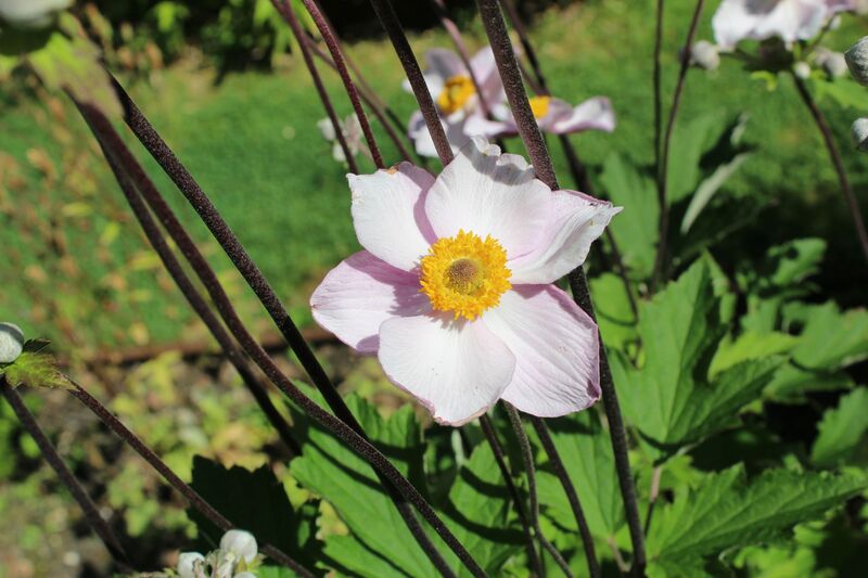 Eriocapitella japonica