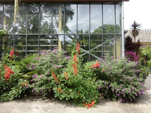 Erythrina crista-galli