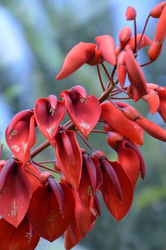 Erythrina crista-galli
