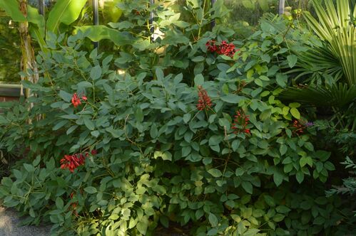 Erythrina crista-galli