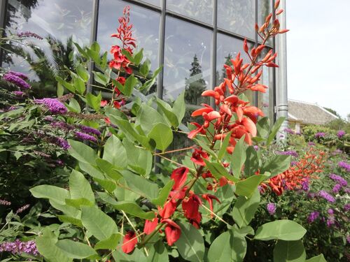 Erythrina crista-galli