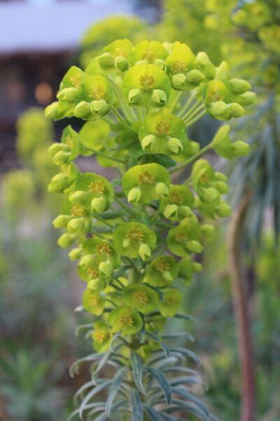 Euphorbia characias subsp. wulfenii