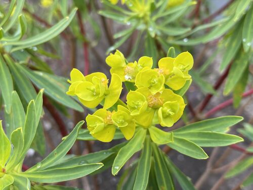 Euphorbia dendroides
