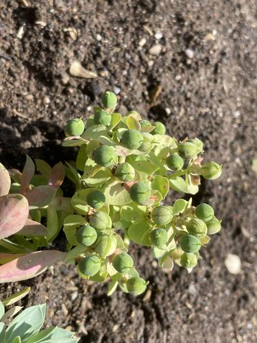 Euphorbia myrsinites