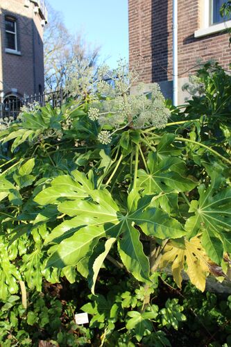 Fatsia japonica