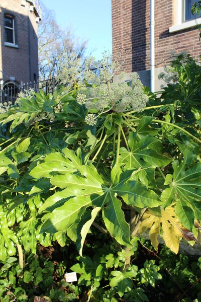 Fatsia japonica