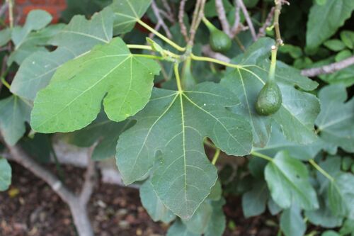 Ficus carica 'Brown Turkey'