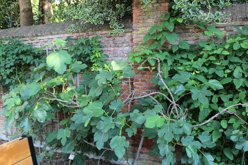 Ficus carica 'Brown Turkey'