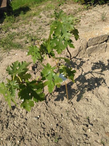 Ficus carica