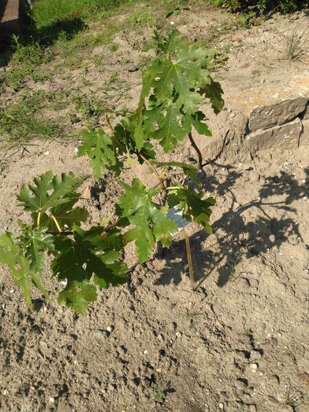 Ficus carica