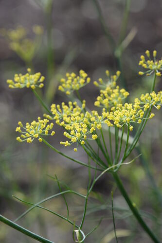 Foeniculum vulgare