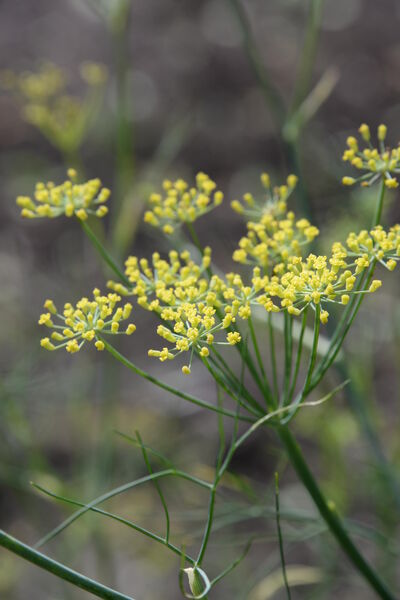 Foeniculum vulgare