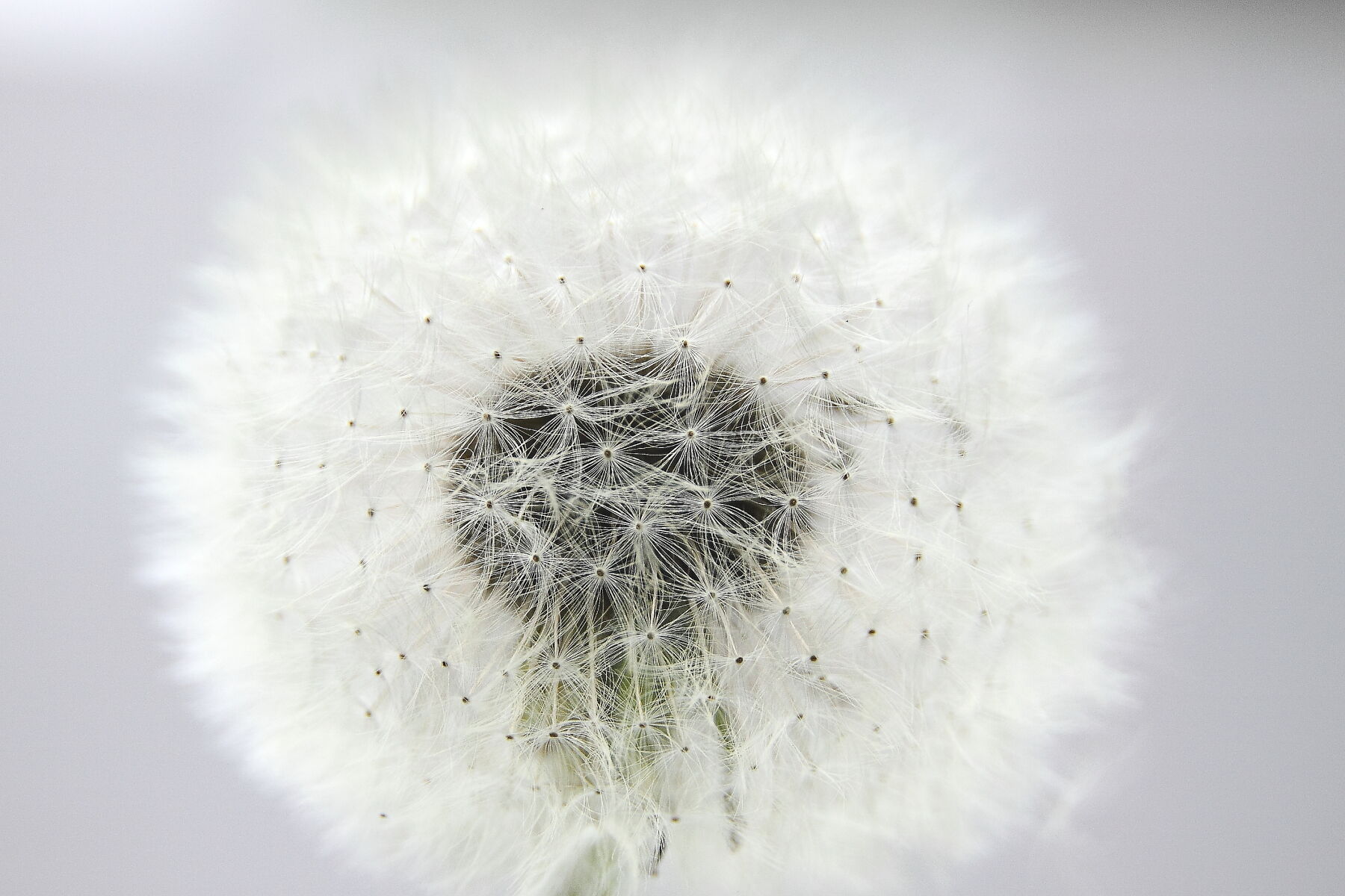 Fotoworkshop zaden, vruchten en bloemen