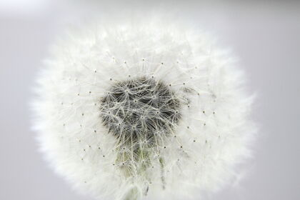 Fotoworkshop zaden, vruchten en bloemen