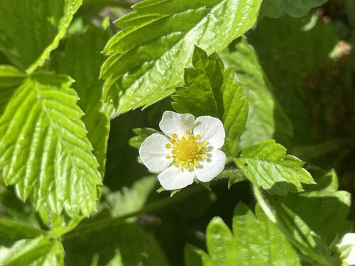 Fragaria vesca