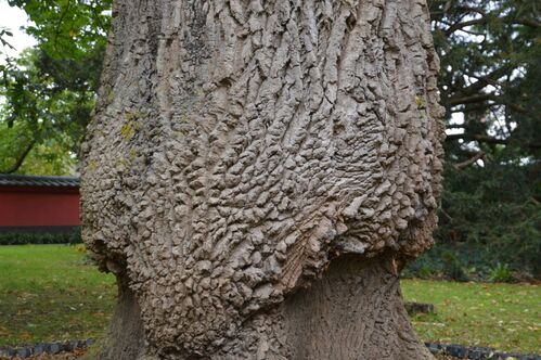 Fraxinus angustifolia