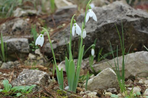 Galanthus elwesii