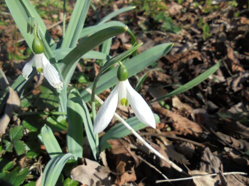 Galanthus elwesii