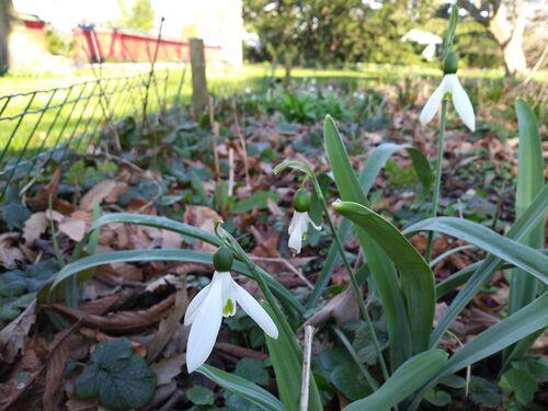 Galanthus elwesii