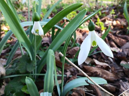 Galanthus elwesii