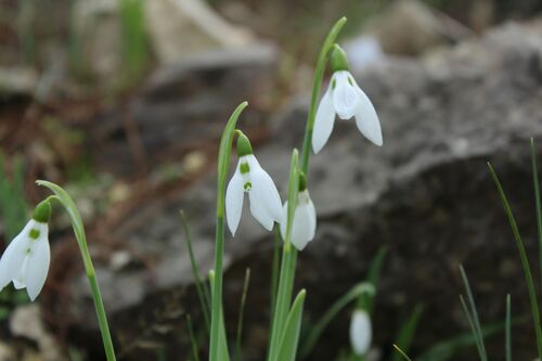 Galanthus elwesii