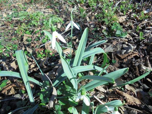 Galanthus elwesii