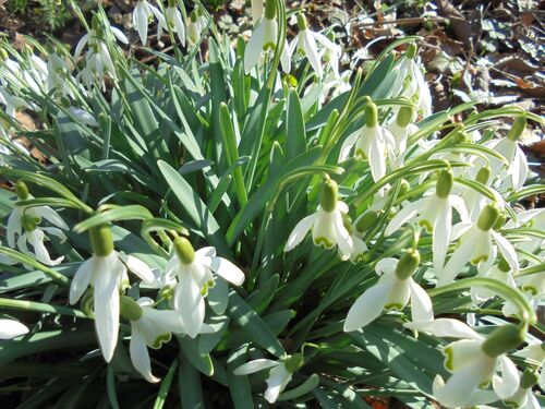 Galanthus nivalis