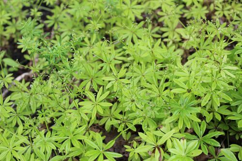 Galium odoratum