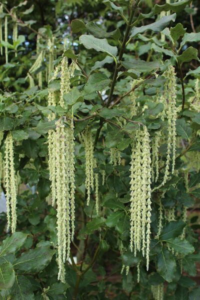 Garrya elliptica
