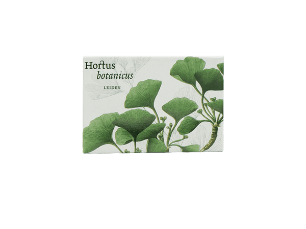 Ginkgo biloba