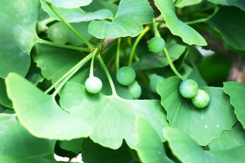 Ginkgo biloba