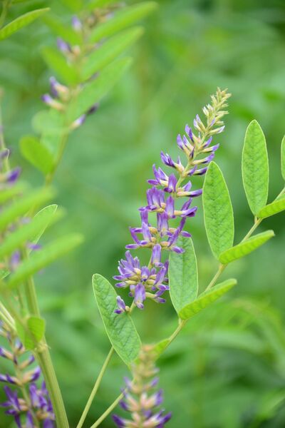 Glycyrrhiza glabra