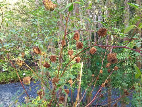 Glycyrrhiza yunnanensis