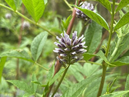 Glycyrrhiza yunnanensis