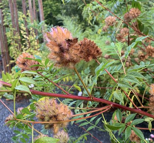 Glycyrrhiza yunnanensis