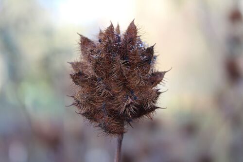 Glycyrrhiza yunnanensis