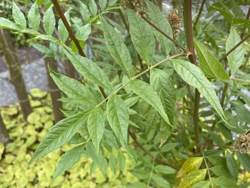 Glycyrrhiza yunnanensis