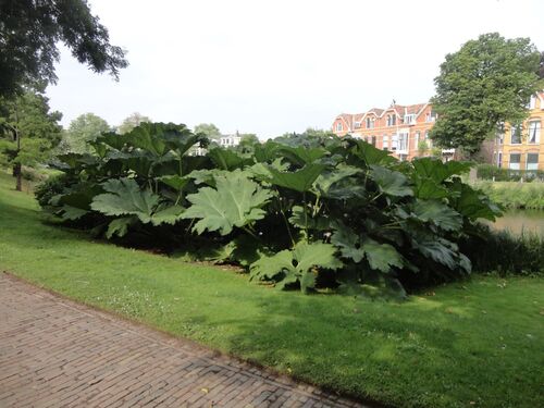 Gunnera manicata