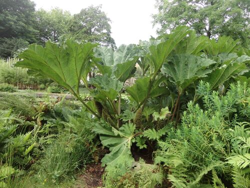 Gunnera tinctoria