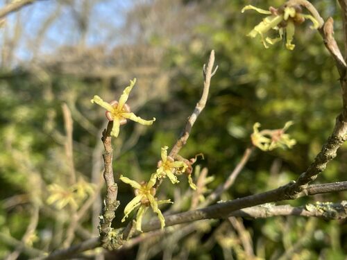 Hamamelis japonica