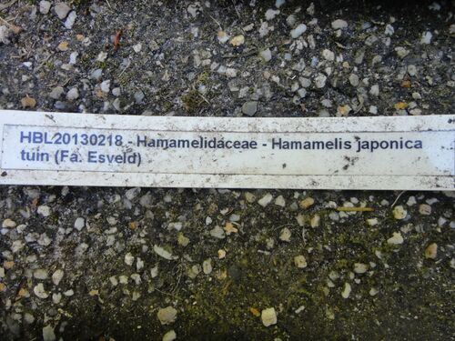 Hamamelis japonica