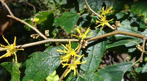 Hamamelis japonica