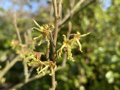 Hamamelis japonica