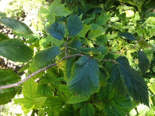 Hamamelis japonica