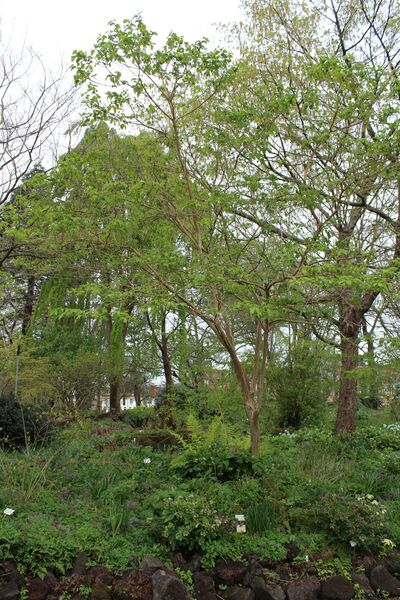 Heptacodium miconioides