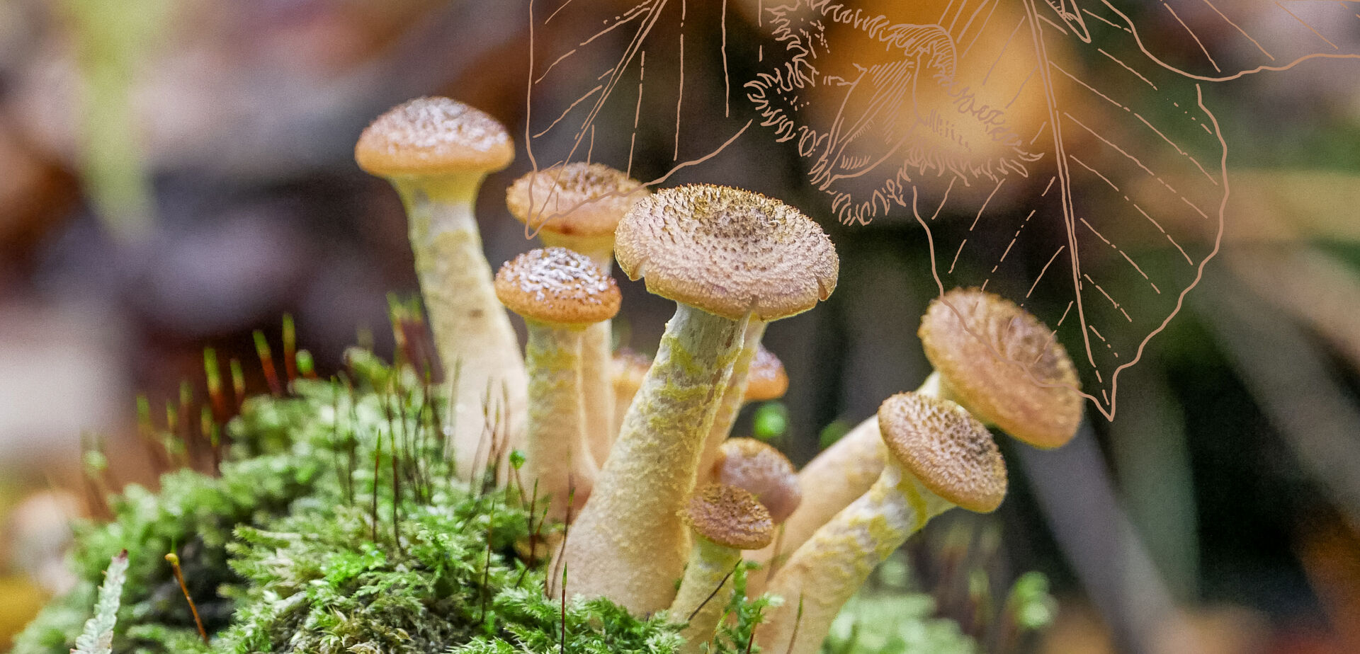 Herfst in de Hortus